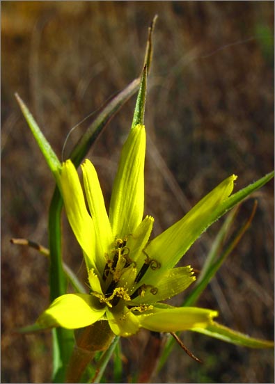 sm 249.jpg - A lone diminutive Yellow Salsify (Tragopogon dubius), originally from Europe, was blooming very late.
